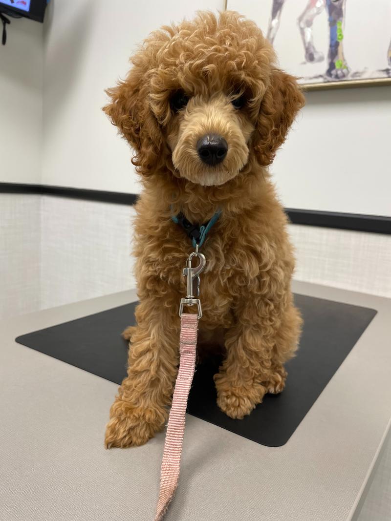 Rosie, as a puppy, looking directly at the camera while sitting on a vet's table.