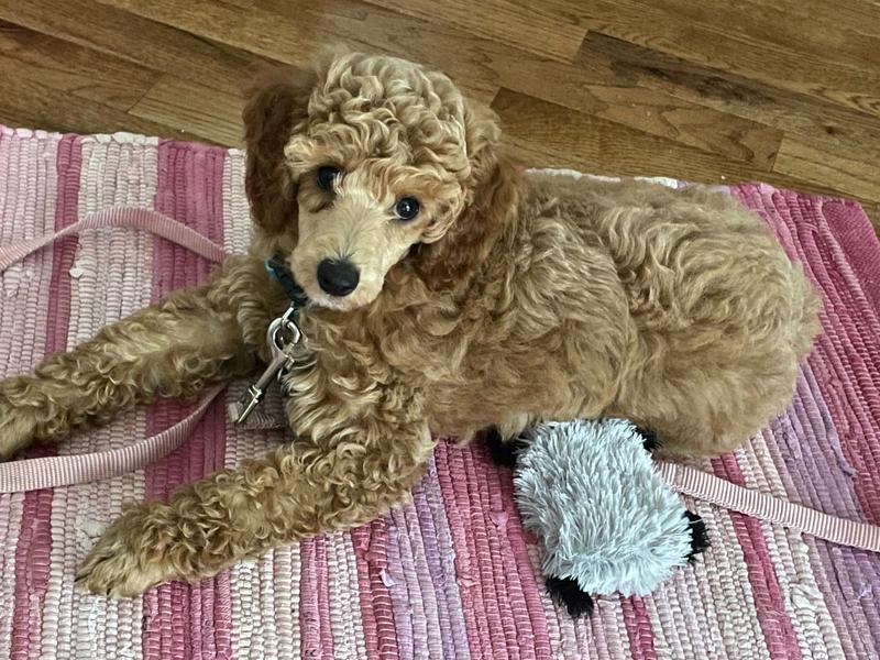 Rosie, looking very fluffy, with a stuffed toy on a pink striped rug.