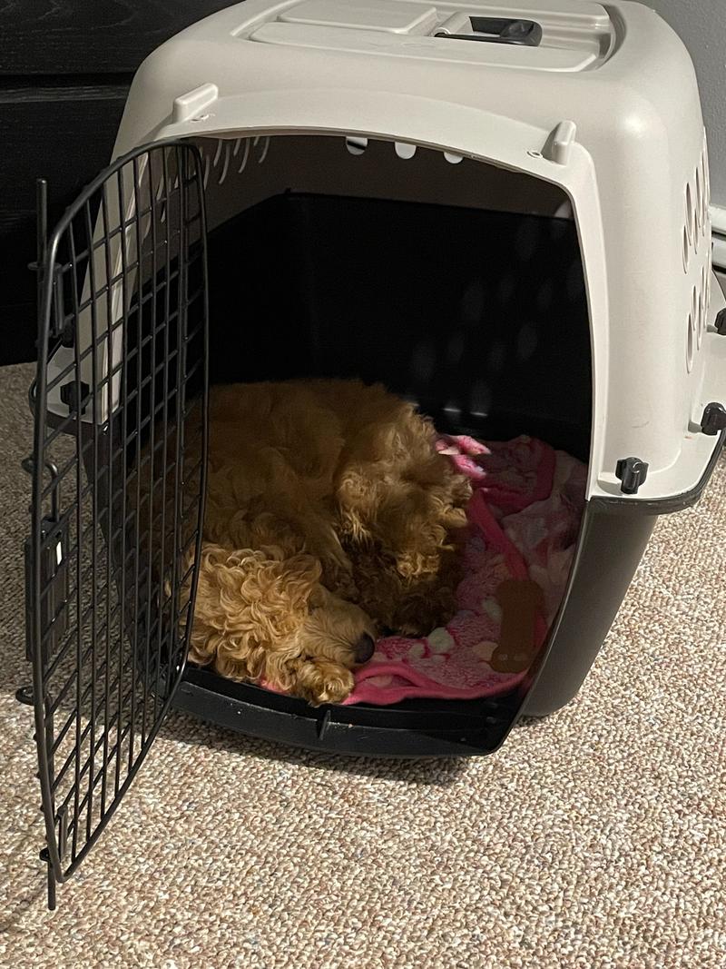 Rosie, as a puppy, sleeping in her crate.