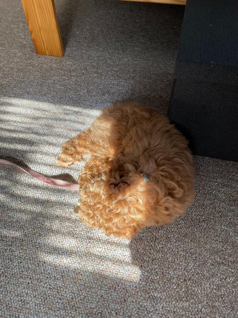 Rosie as a small puppy, curled up and sleeping in a patch of sun on a carpet.