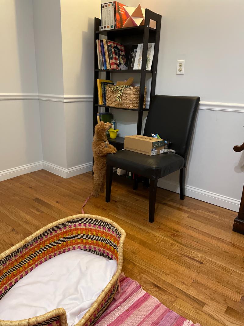 Rosie as a puppy, standing on her tippy toes with her paws on a chair, straining to reach the toy basket on a bookshelf.