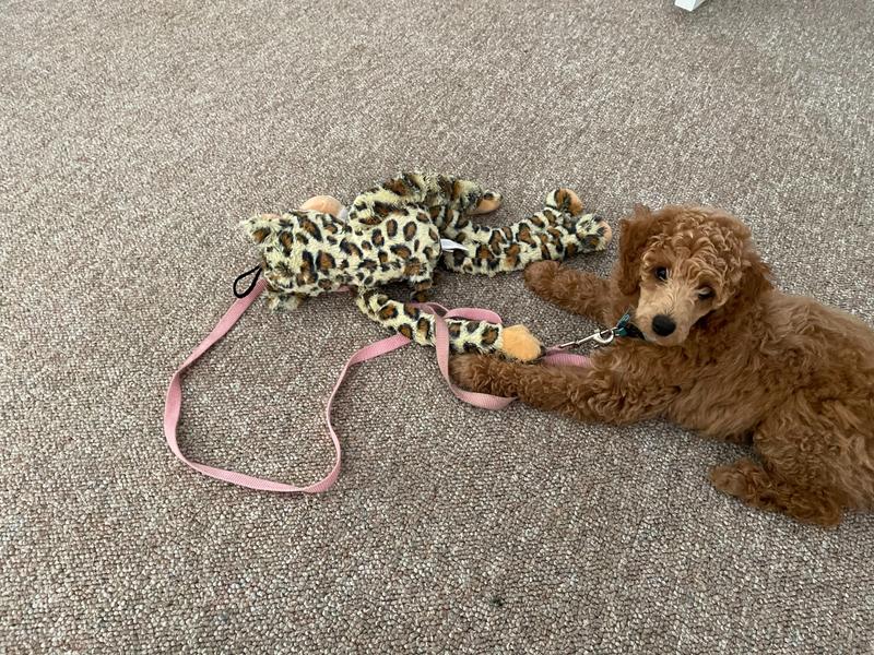 Rosie as a small puppy with a large stuffed leopard dog toy.