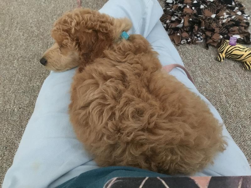 A small fluffy Rosie, sleeping on her human's outstretched legs.