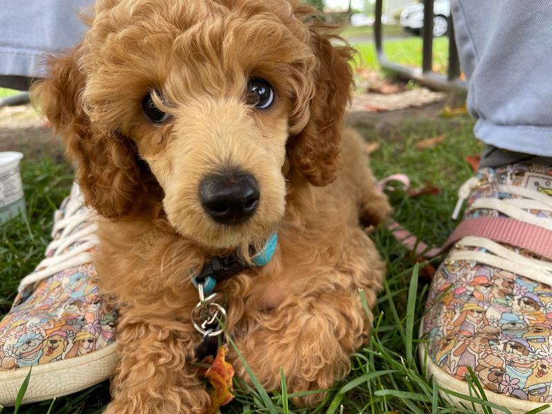 A close-up of Rosie as a small puppy, lying between someone's feet in the grass.