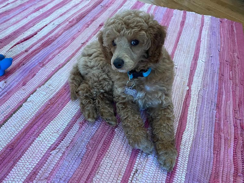 Rosie as a fluffy puppy, on a pink striped rug.