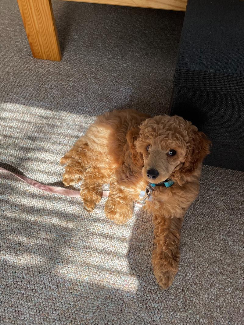 Rosie as a puppy, lying in a patch of sun and looking at the camera.