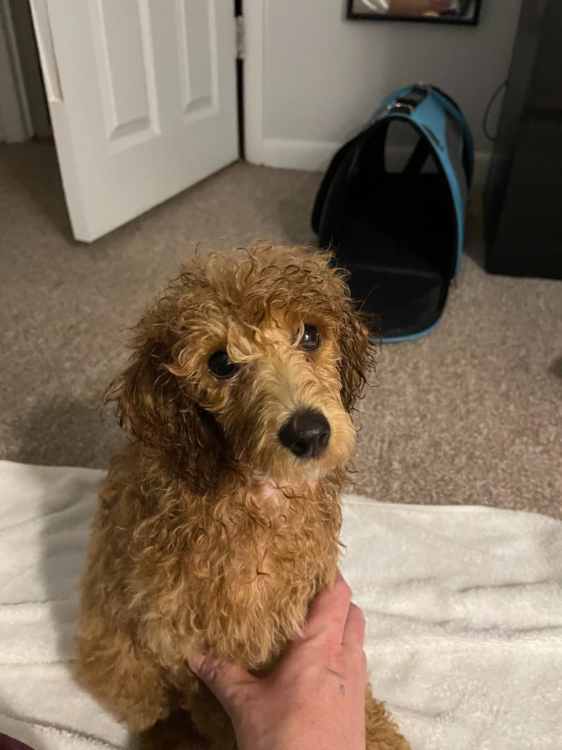 Rosie, as a puppy, wet after getting a bath.