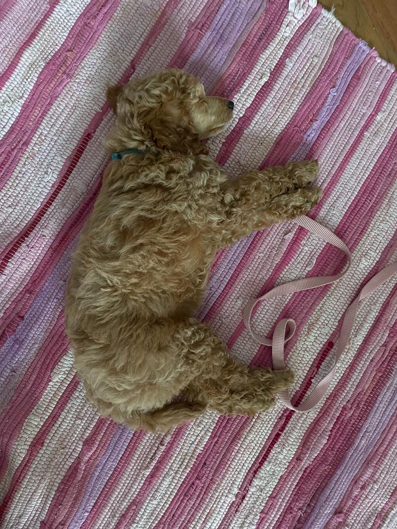 Rosie, as a puppy, sleeping on a pink striped rug and photographed from above.