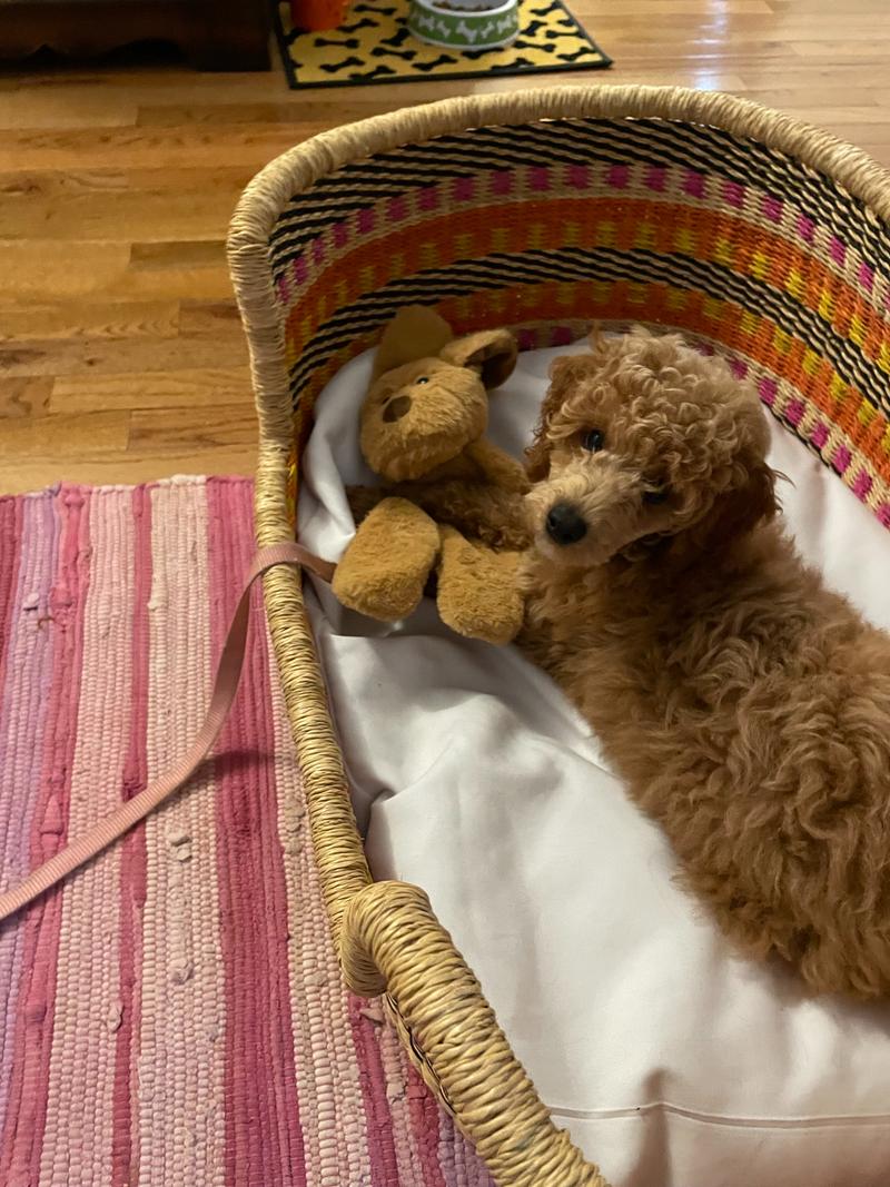 Rosie as a small puppy in a large colorful straw bed with a stuffed dog.