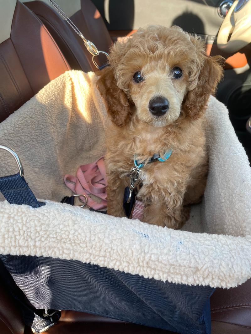 Rosie sitting in her car seat and looking directly at the camera.