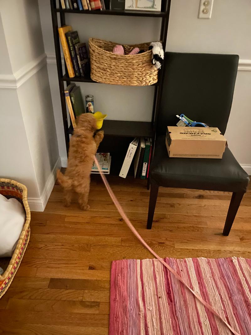 Rosie, as a puppy, trying to get to a toy basket that is out of reach on a bookshelf.