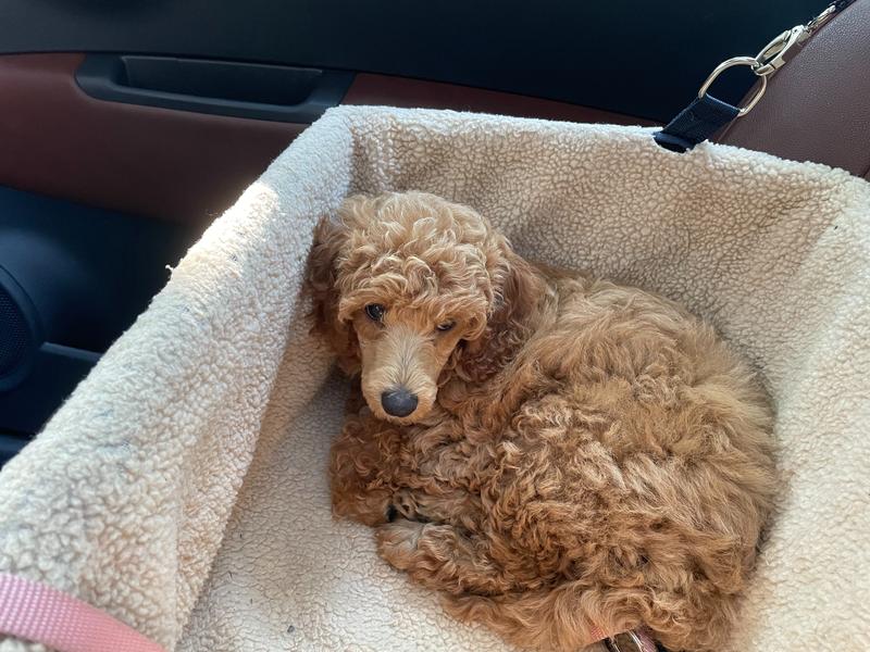 Rosie as a small puppy, curled up in a car seat.