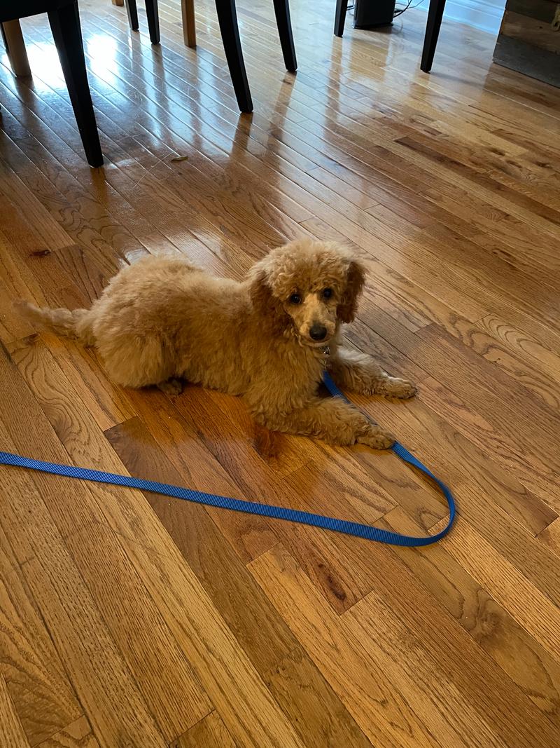 Rosie after a bad grooming, long on the body and short on the ears and tail.