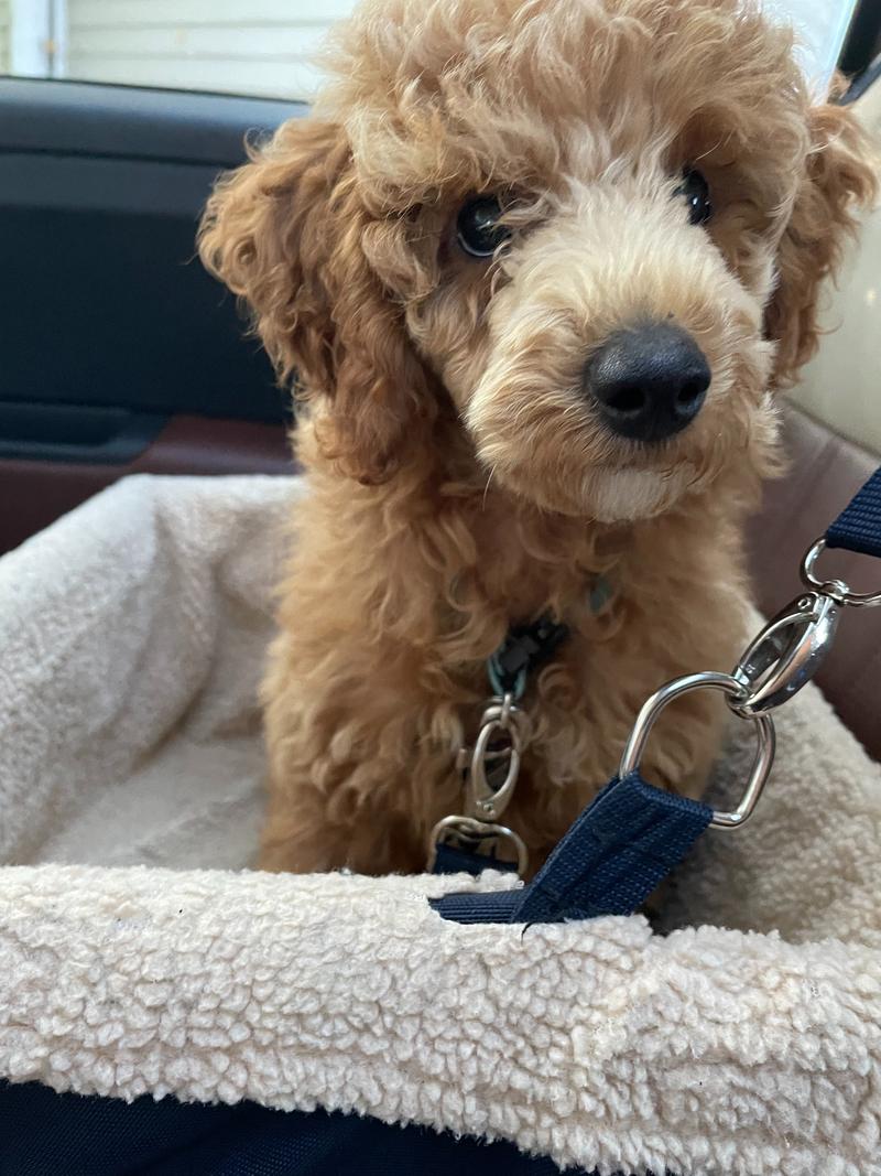 Close-up of Rosie in her car seat, looking at the camera.