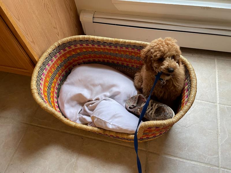Rosie in her straw bed with my shoe.