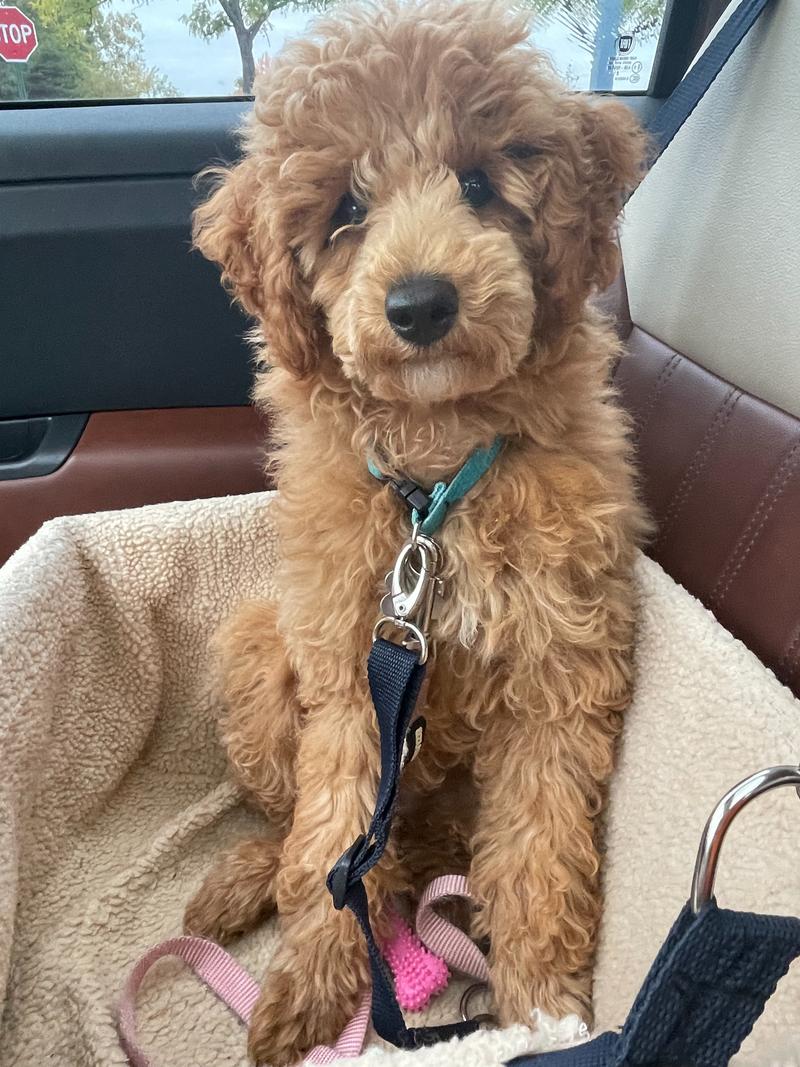 Rosie in need of a grooming and looking very fluffy in her car seat.