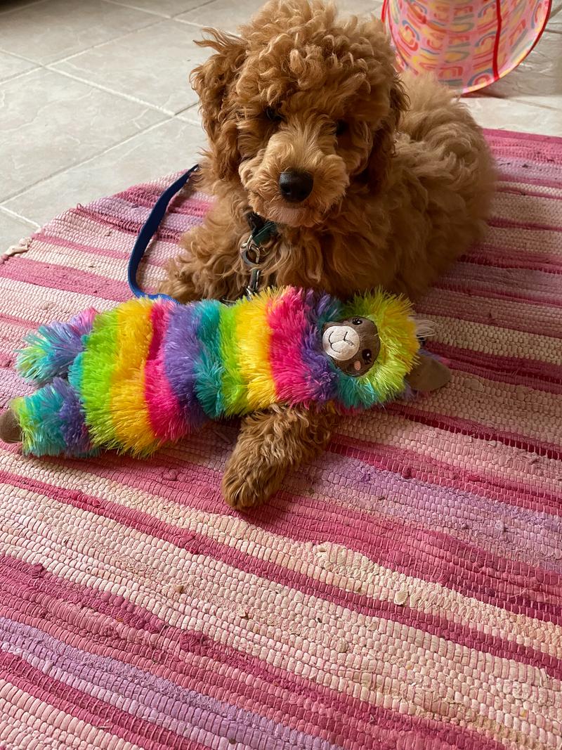 Rosie with a rainbow-colored llama dog toy.