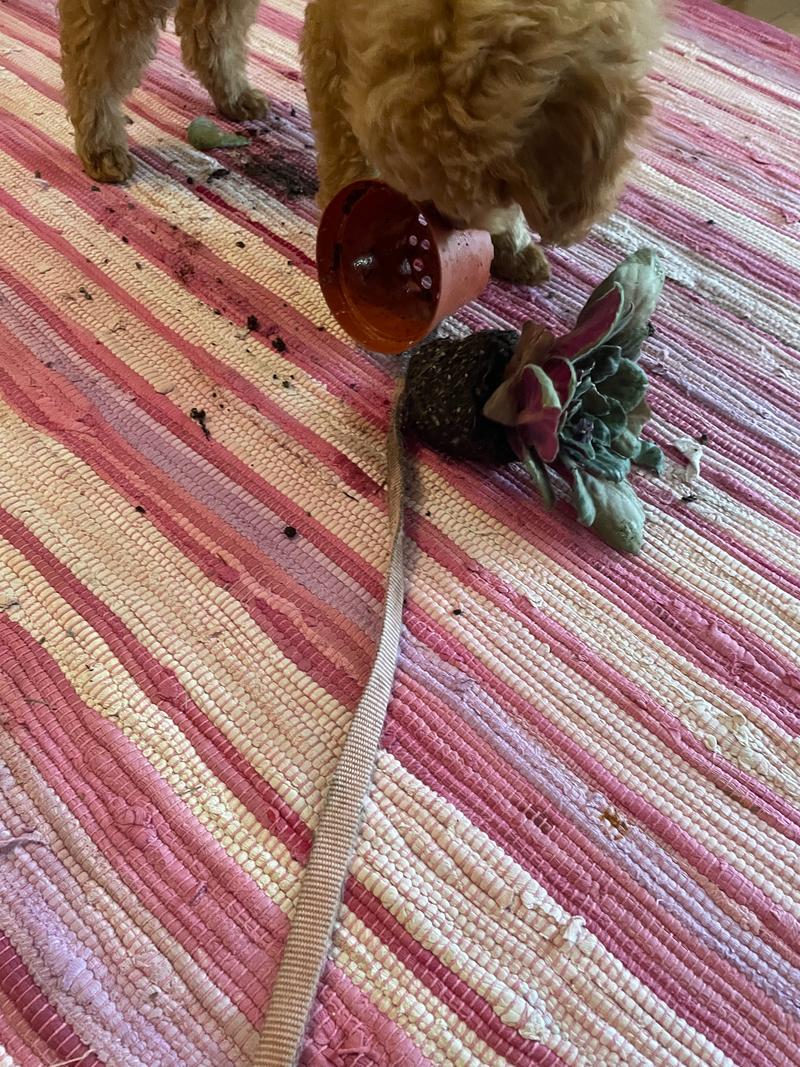Rosie sniffing at the mess she created by knocking a small violet house plant out of its plastic pot.