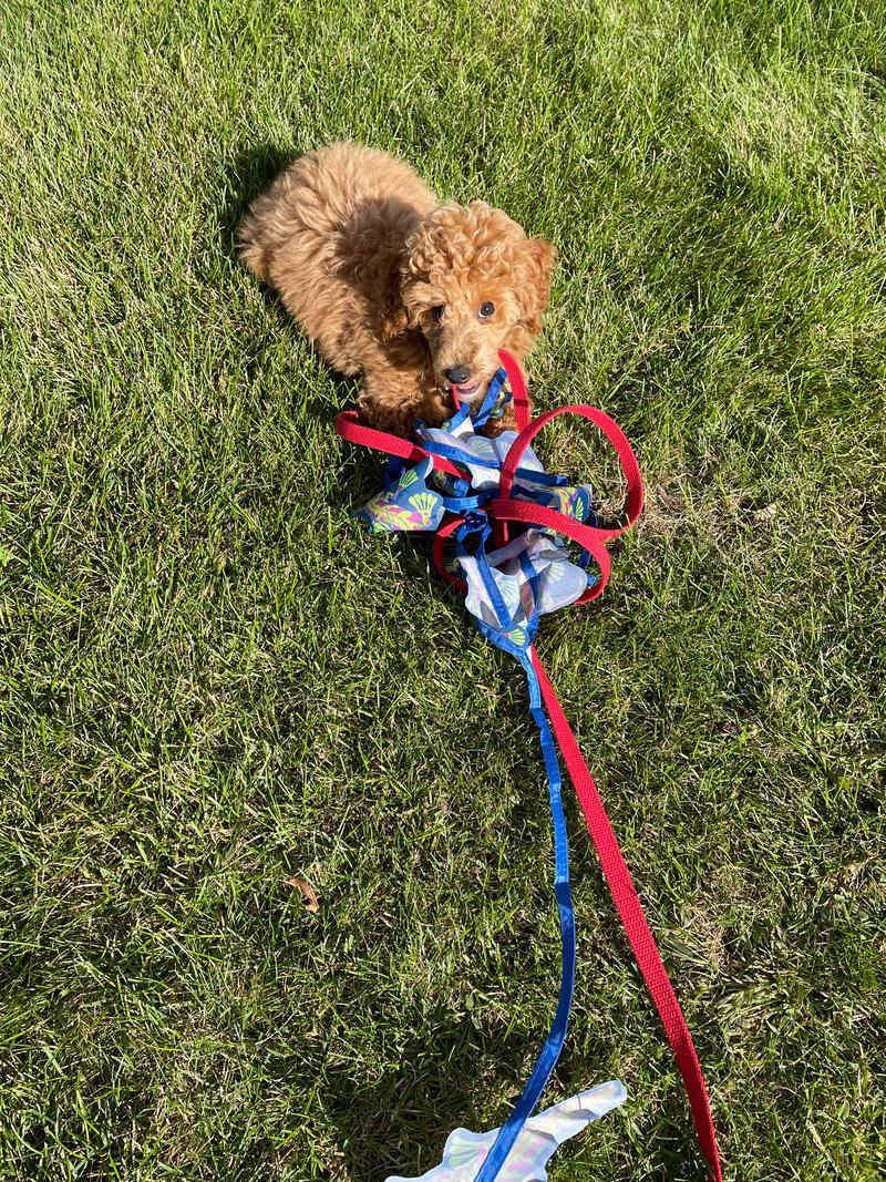 Rosie in the grass with a tangle of a long red leash and the tail of a kite, looking up while she chews on the leash.