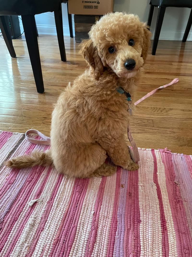 Rosie as a small puppy, sitting and looking directly at the camera shortly after her first salon grooming.