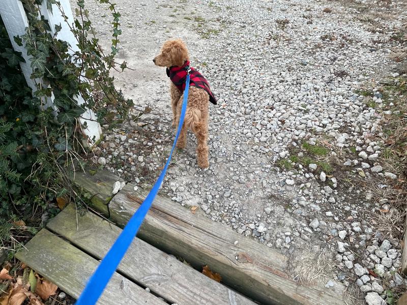 Rosie outside and heading away from the photographer, wearing a red and black plaid jacket.