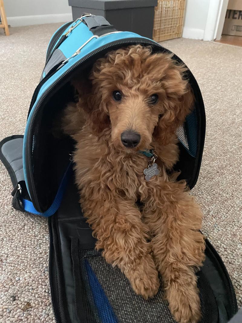 Rosie in a small travel crate, with her head and paws sticking out.
