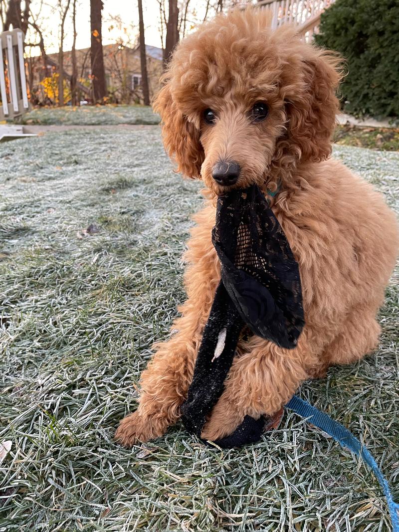Rosie pulling on a black stocking found while on a walk.