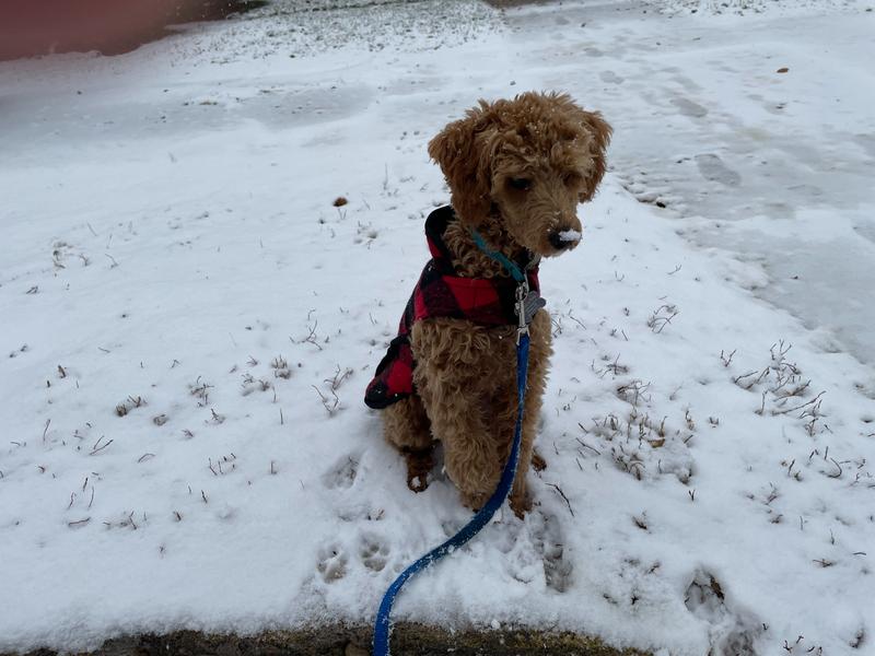 Rosie, sitting in a light snow with snow on her nose.