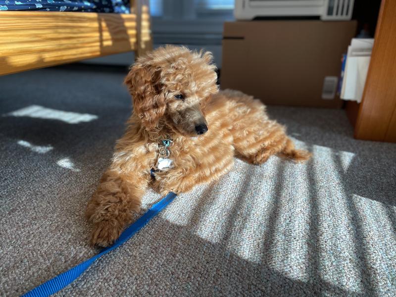Rosie lying on the carpet with stripes of sunlight.