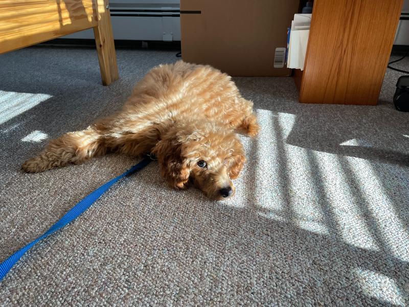 Rosie lying on the carpet in the sun, giving a very cute side look.
