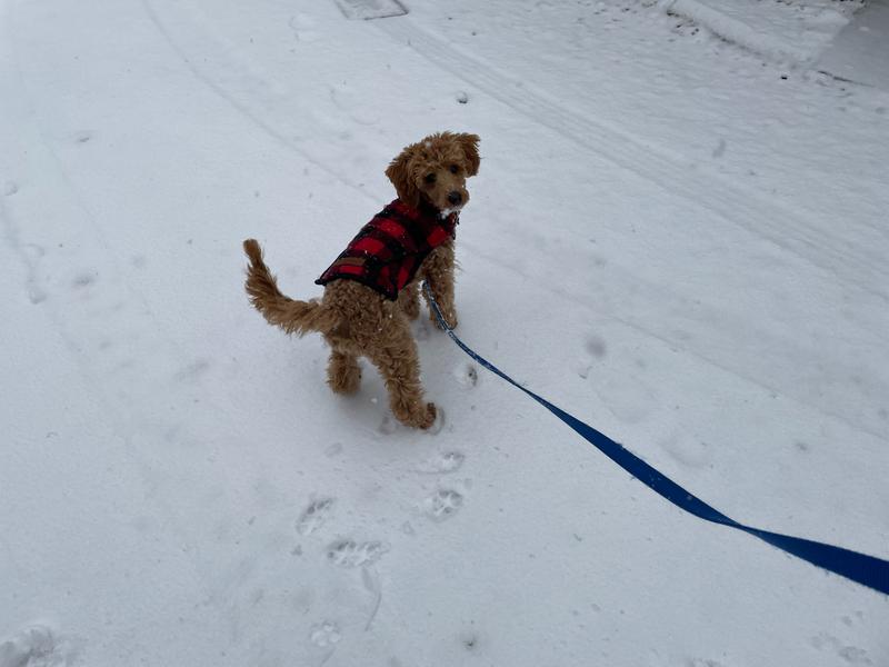 Rosie outside in about an inch of snow, looking back at the camera with snow on her muzzle.