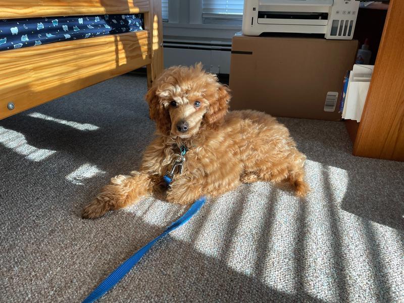 Rosie lying on the carpet in stripes of sunlight from blinds.