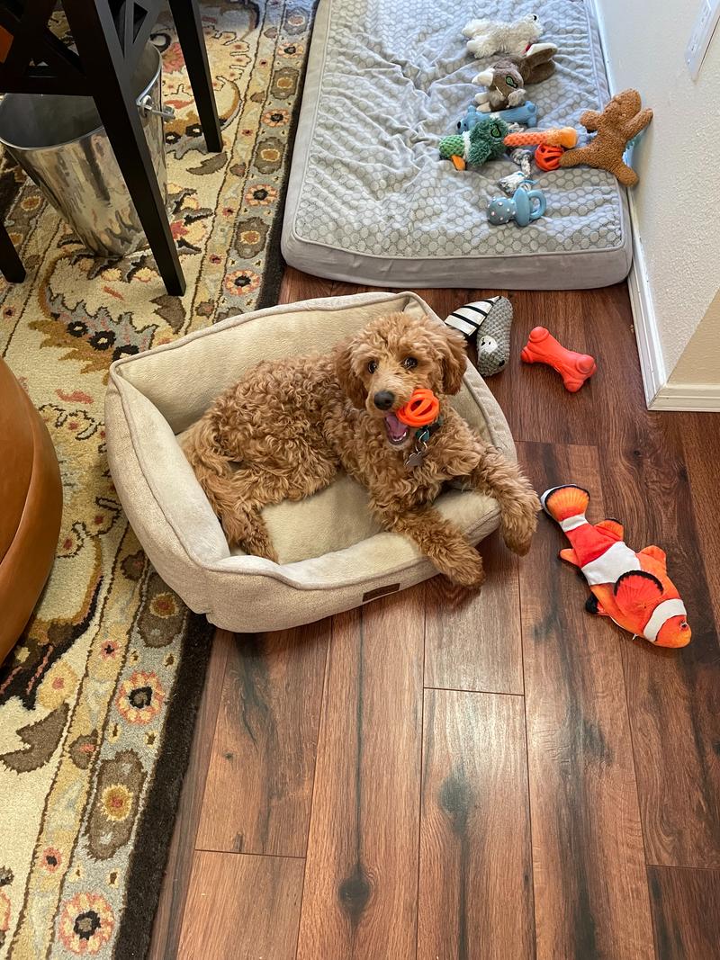 Rosie lying in a bed with an orange ball in her mouth, with many other toys in view.