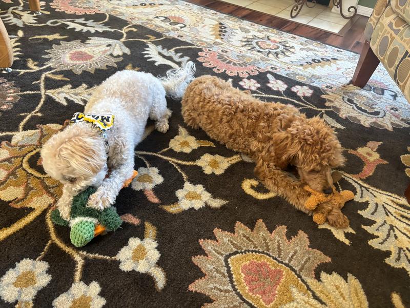 Rosie and a small maltipoo named Charlie, lying on a rug chewing on their own toys.