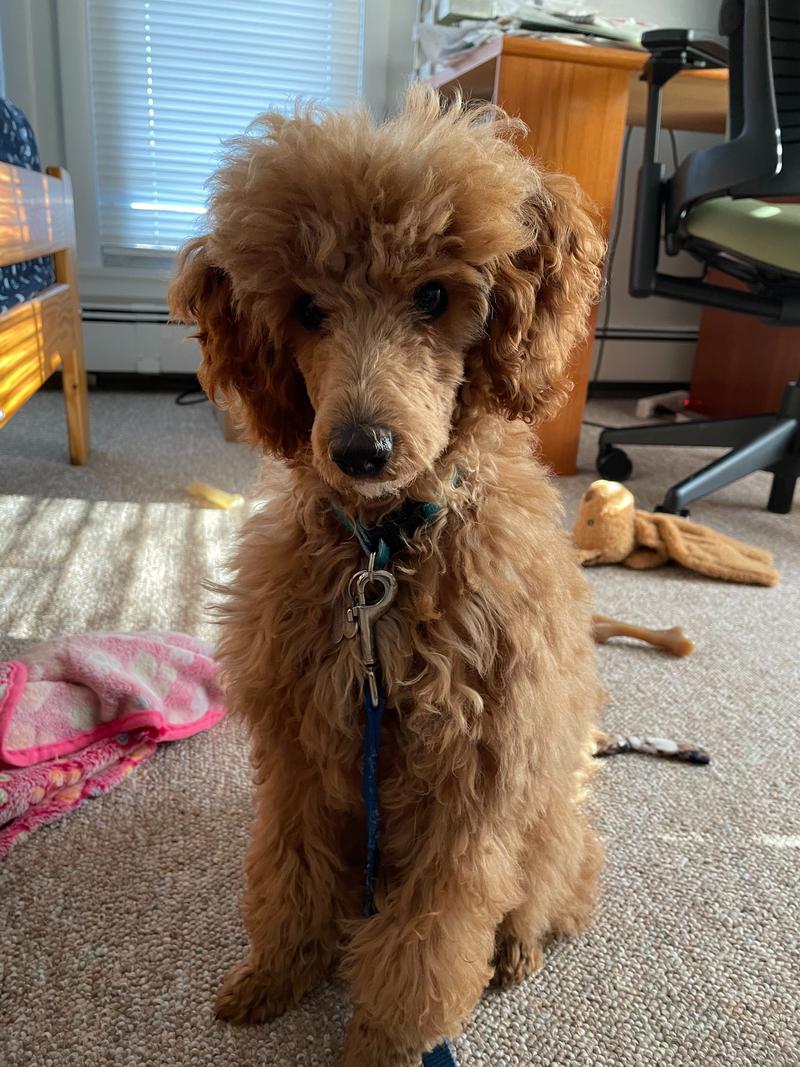 Rosie with her hair sticking out, looking directly at the camera with toys visible behind her.