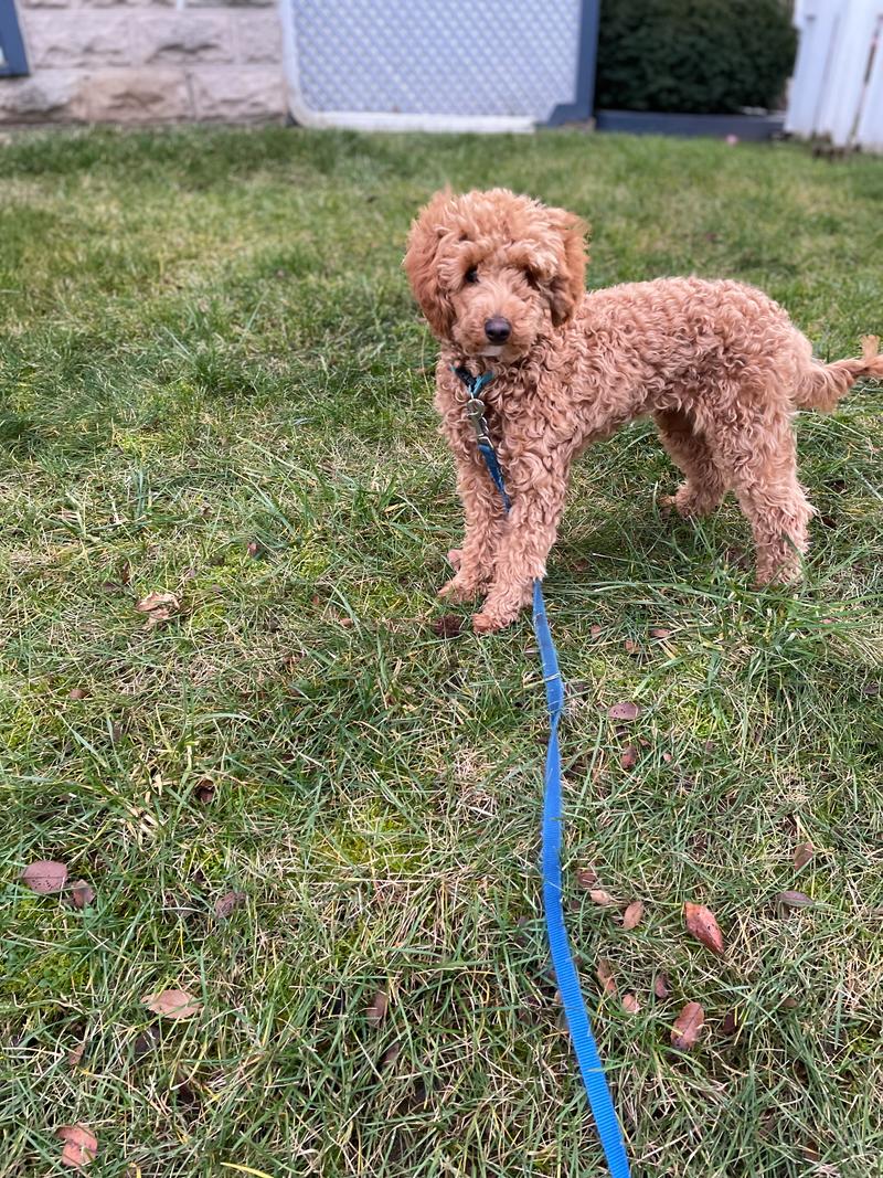 Rosie standing in profile outside in the grass.