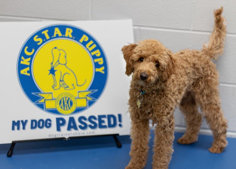 Rosie standing in front of a sign that says that she passed that AKC S.T.A.R. Puppy test.