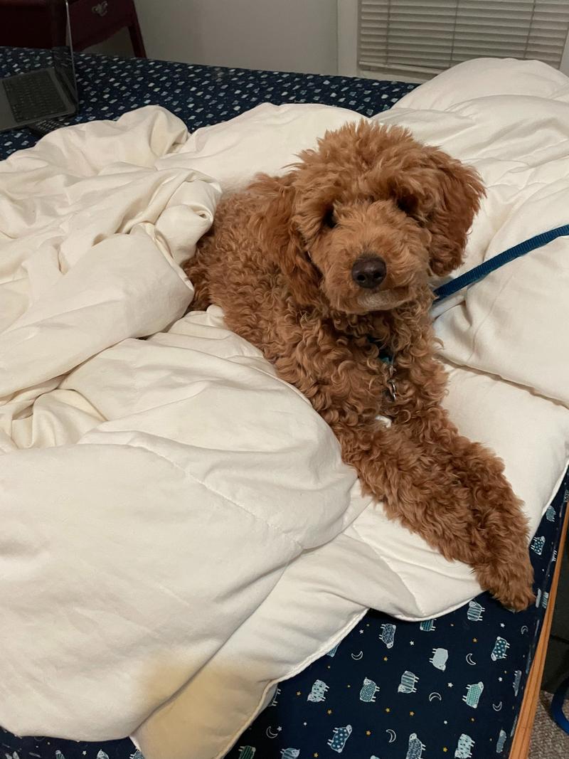 Rosie lying on a fluffy down comforter with no cover.