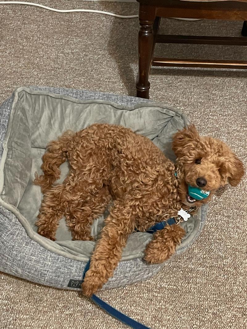 Rosie lying in a soft bed with a small turquoise tennis ball in her mouth.