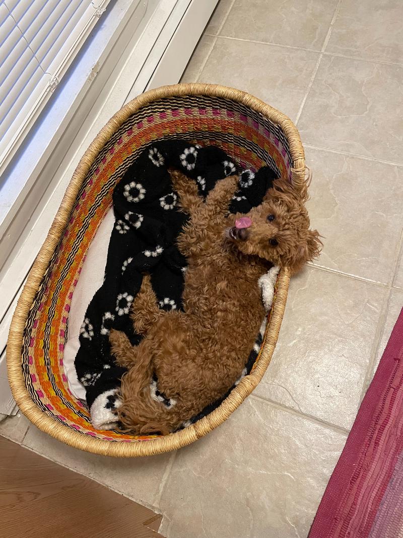 Rosie in her straw bed, photographed from above while licking her face.