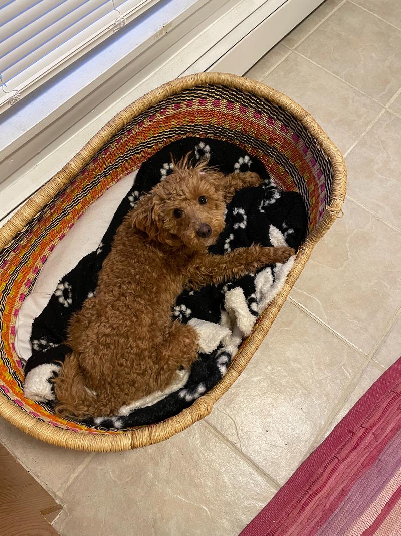 Rosie in her straw bed, turning her head to look directly at the camera while being photographed from above.