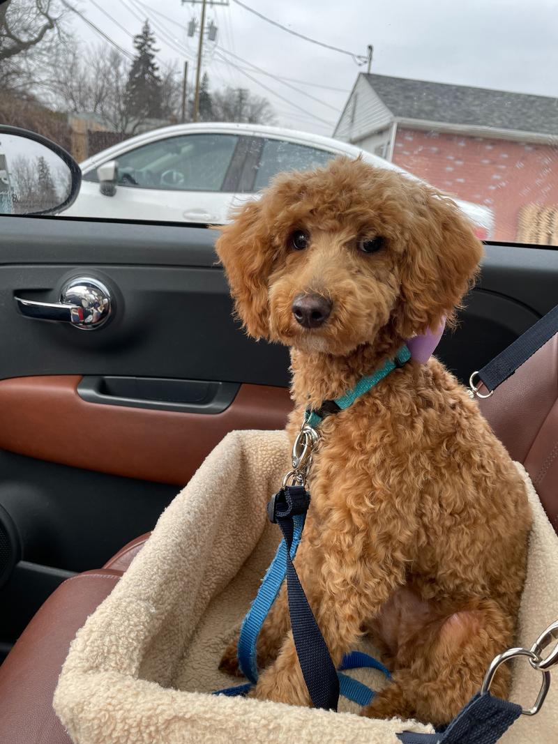 Rosie sitting in her car seat right after being groomed.