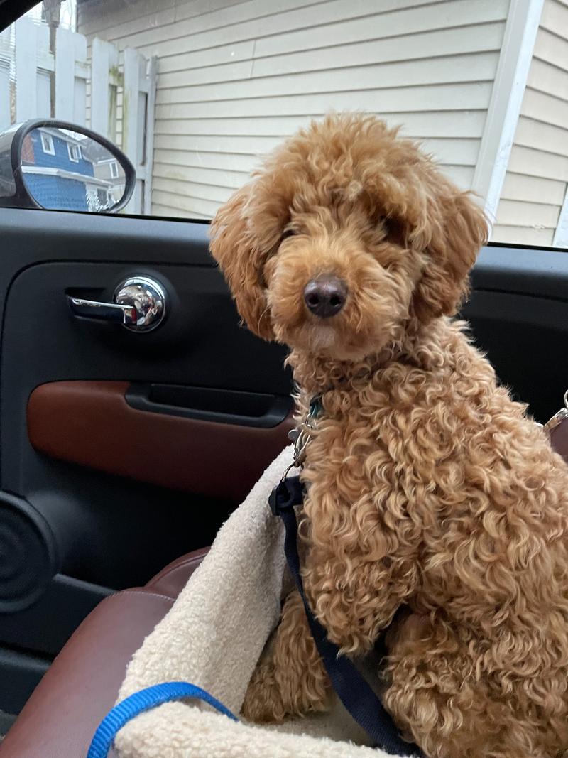 A very fluffy Rosie sitting in her car seat prior to being groomed.