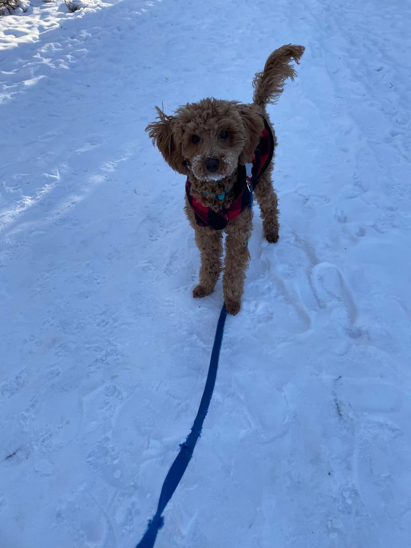 Rosie standing in the snow, looking at the camera in a red plaid jacket.
