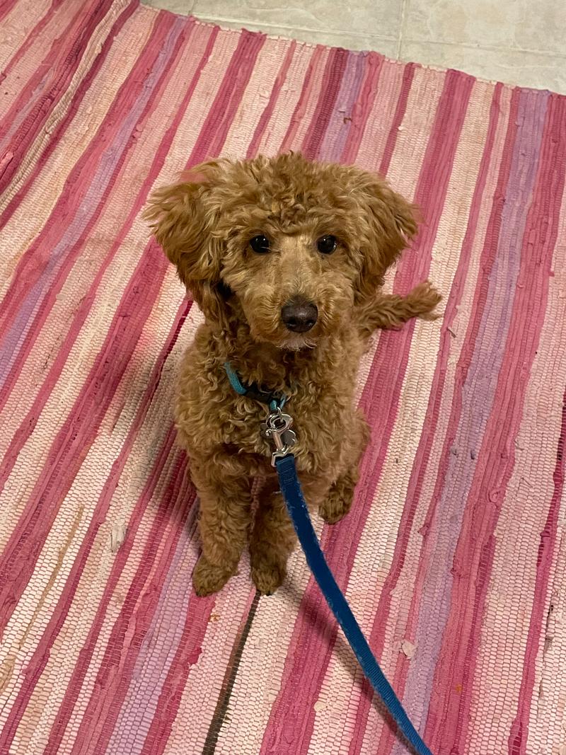 Rosie sitting on a pink striped rug, looking up with crazy hair.