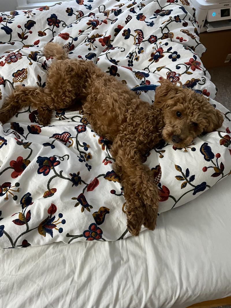 Rosie lying on her side on a comforter, on top of a sheetless bed.