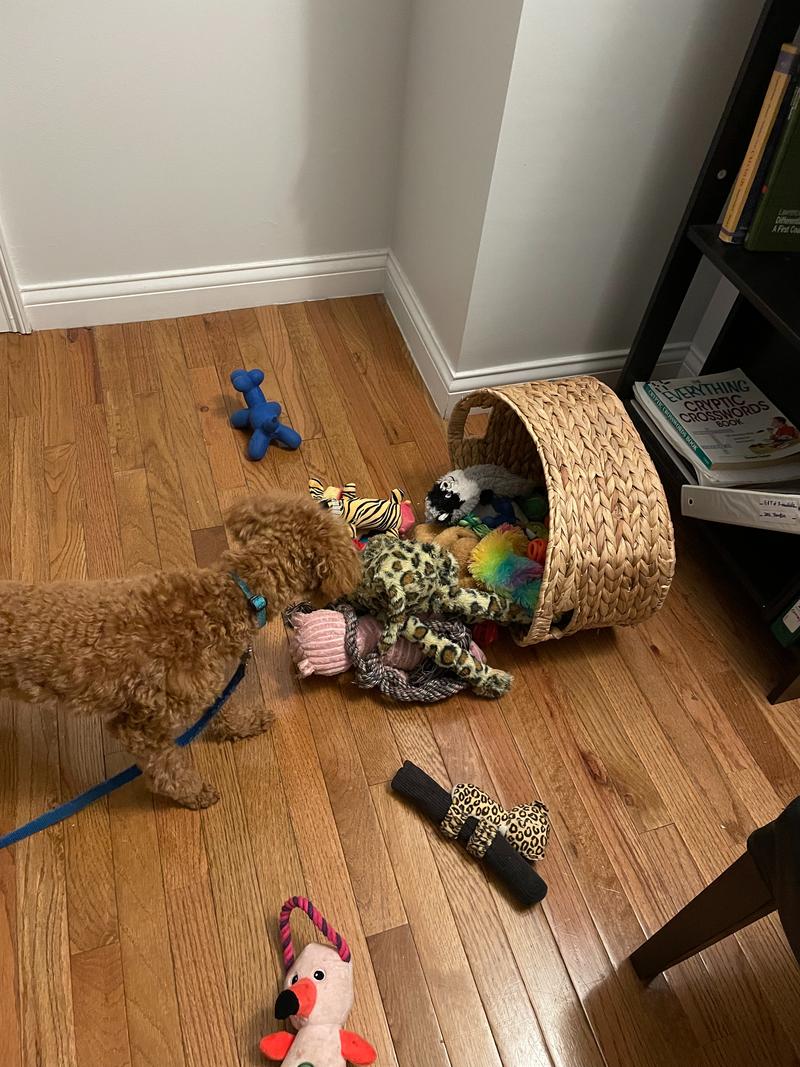 Rosie peering at the toys on the floor, after she managed to pull the toy basket off of the bookshelf.