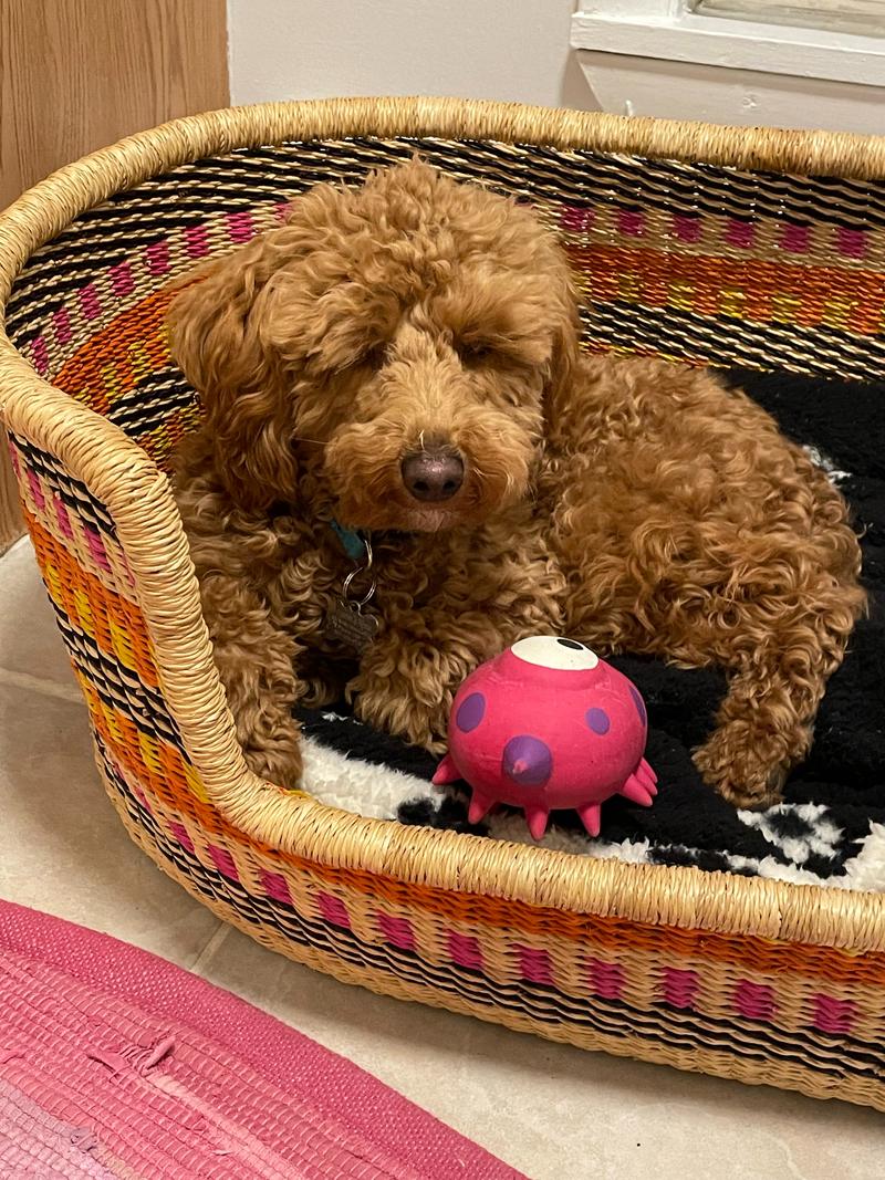 Rosie in her straw bed, with a pink, one-eyed, spotted latex toy.