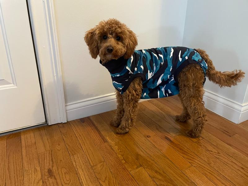 Rosie from the side, in a teal camo surgery suit after she was spayed.
