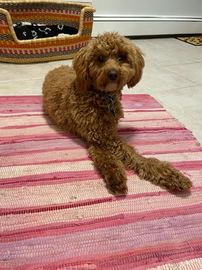 Rosie on a pink striped rug, lying with her front paws crossed.